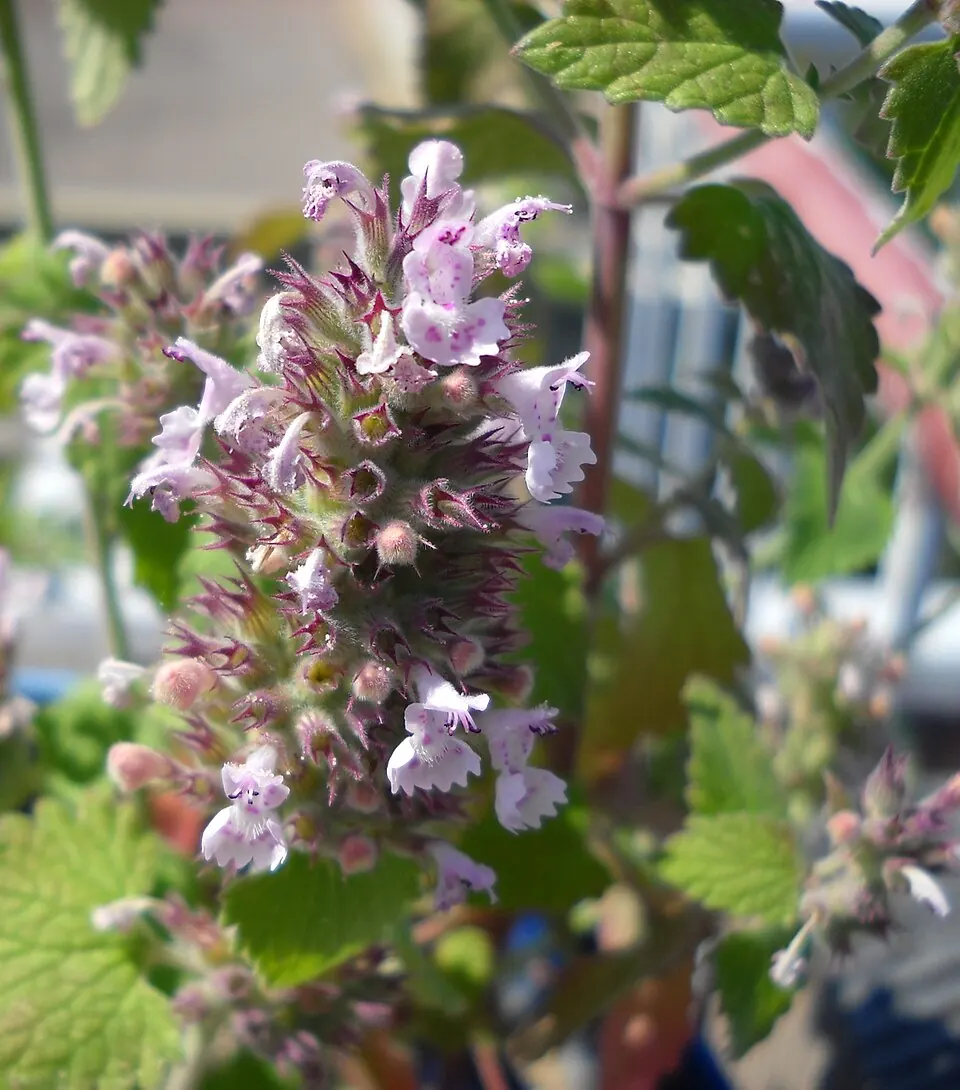 Pink and white catnip flowers
