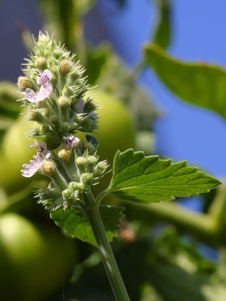 Catnip blossoms and leaves