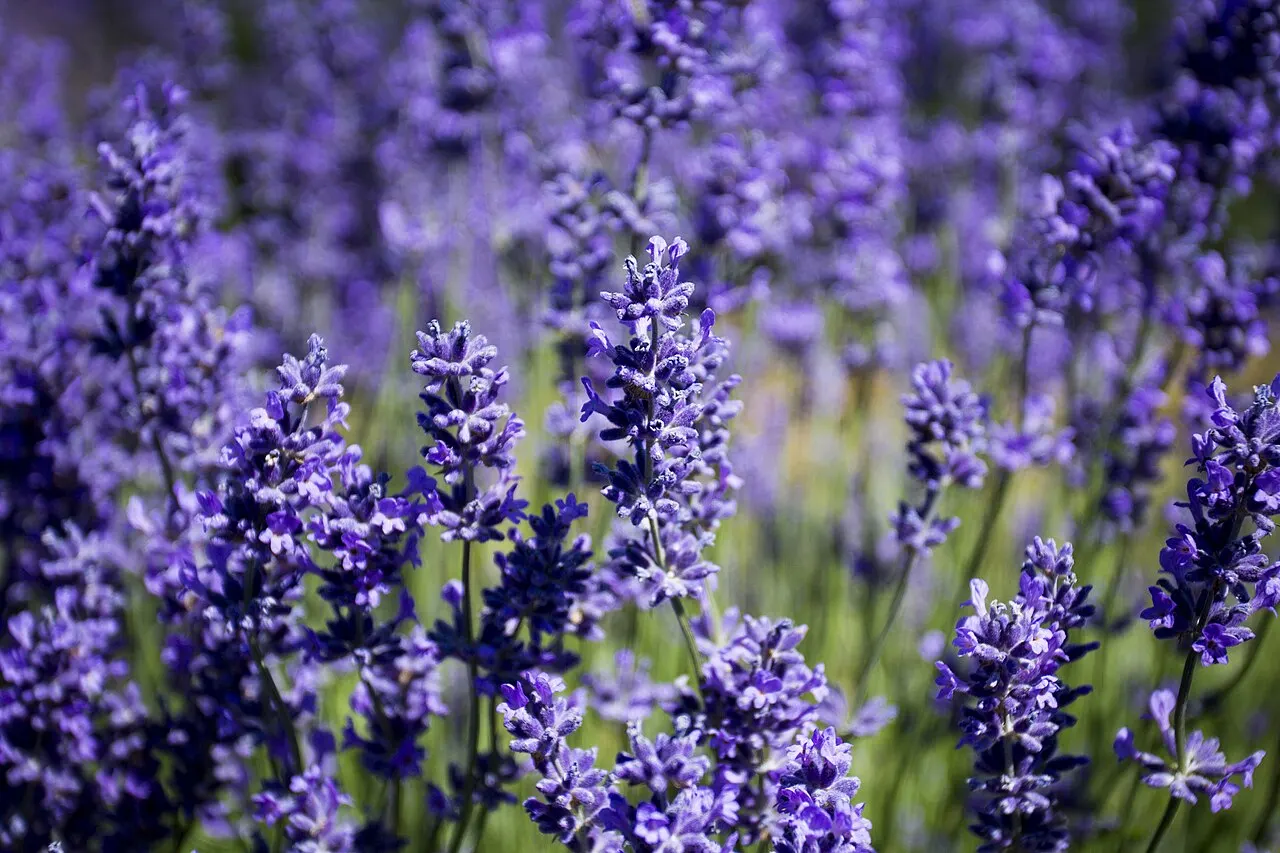 Purple lavender flowers in bloom