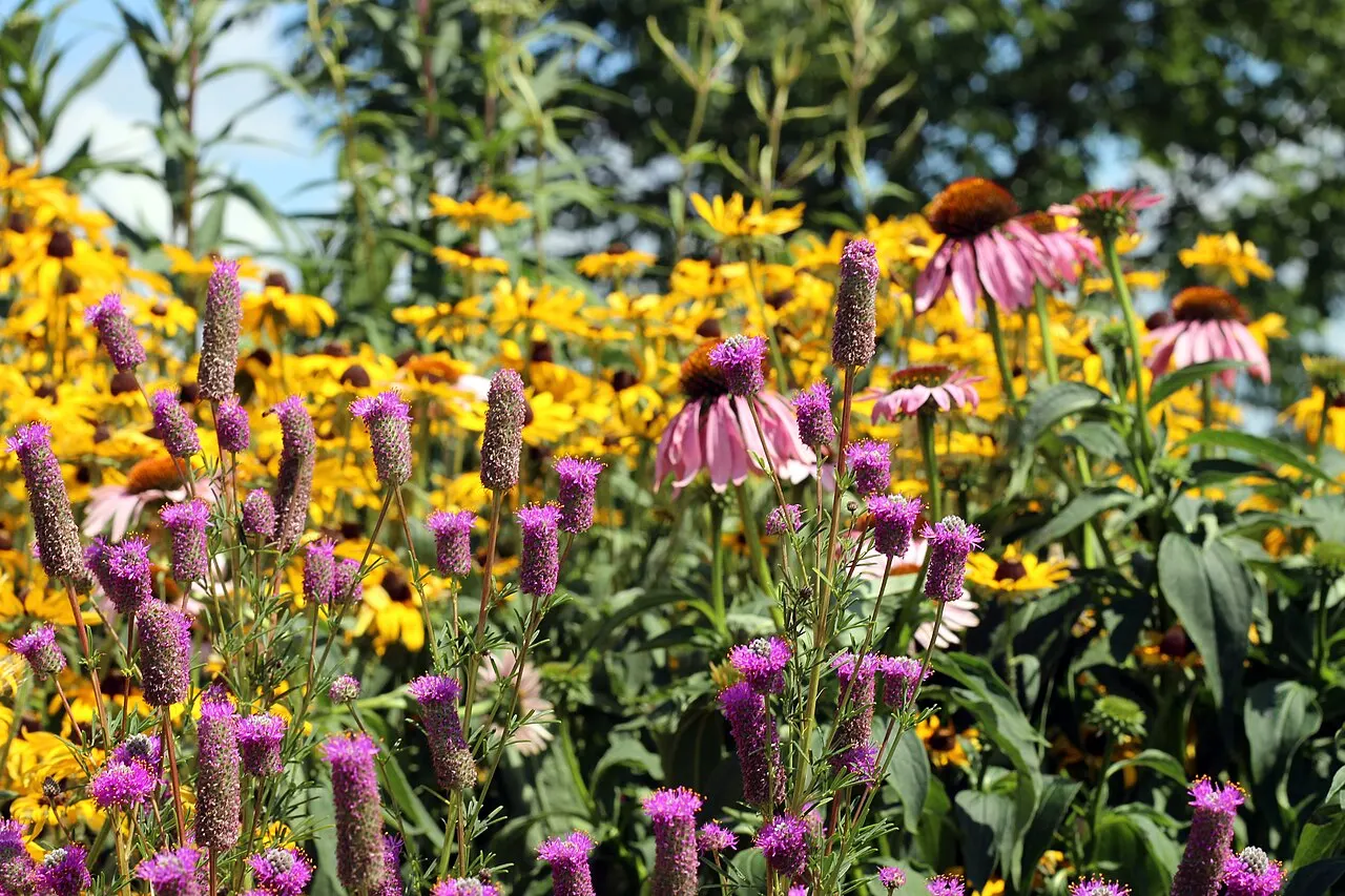A pollinator garden with yellow and purple flowers